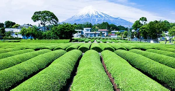 日本茶の産地偽装を受け、信頼性やトレーサビリティ向上に向けVeChain技術の概念実証を実施